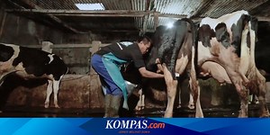 Perusahaan Susu Nasional Ini Perluas Program Kemitraan Peternak Sapi Perah Lokal