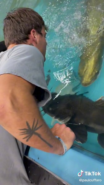 Arapaima Fish Feeding: Knockout Encounters and Bizarre Behaviors