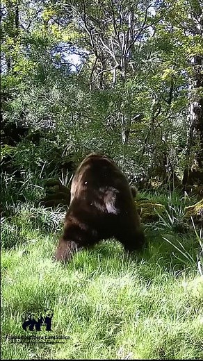 Oso pardo marcando territorio en el bosque #natureza #animales #bear
