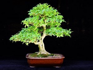 Indoor - Celtis Bonsai Care (Hackberry)