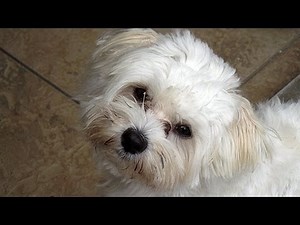 Malteser Hund Benny