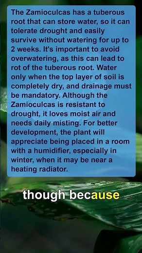Zamioculcas Care: Grow a Thriving Plant