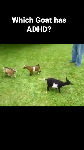 GOAT has ADHD