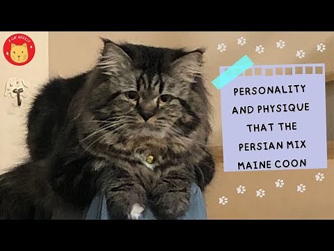 Personality and physique that the Persian mix Maine Coon