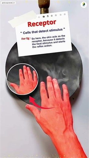 How Your Body Reacts Instantly! 🤯 Reflex Action in 30 Secs | Class 10 Science Important Topic 🔥