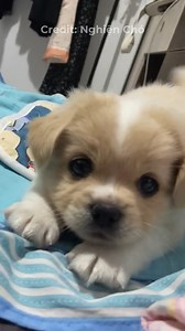 14K views · 733 reactions | Cún con là 1 cái gì đó rất là đáng iu  | Nghiện Chó | Facebook