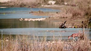 Spotted Deer in Bardia national park, Nepal - specie Axix axis family of Cervidae