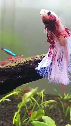 beautiful fighter fish 🐠💗