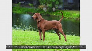 Common Health Issues in Redbone Coonhounds: Prevention and Care Tips
