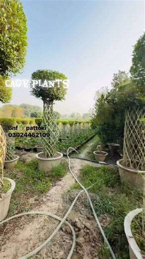 1K views · 11 reactions | Cage plants available in all sizes | Blossoms Nursery Farm Pattoki | Facebook
