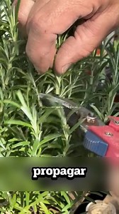 ¡Reproduce tu romero con éxito! 🌿✂️ ¿Quieres más plantas gratis? corta un tallo bajo el nudo, limpia la base y usa hormona de enraizamiento. El truco clave: plántalo al borde de una maceta de terracota para mejorar el drenaje y estimular las raíces. Mantén la humedad y ¡listo! en poco tiempo tendrás un nuevo arbusto aromático. ✨🏺 #romero #jardineria #huerta #esquejes #tips #plantas #cultivo | Naturalezavertical