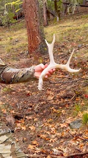 Everything was up after this antler!! #deer #hush #oregon #pnw #giantwhitetails #antler #buckbeak