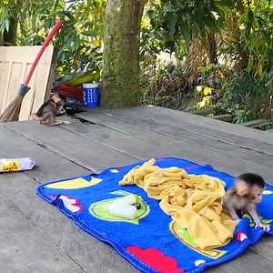 9.1K views · 119 reactions | Oh so sweet 殺 Milo starts licking Millie's face to initiate affection, a unique habit of Milo's | 99TH | Facebook