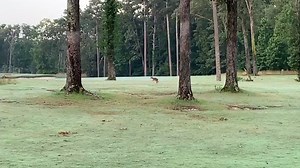 1.5K views · 255 reactions | AHHHHH.... No matter how bad your Monday might be, seeing a fawn take it's first steps at The Bear Trace @ Harrison Bay, makes the day better. | Brian Smith | Facebook