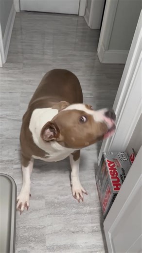 Neco wouldn’t let me get a word in! He can be so demanding. 🤣🤣🤣🤣🤣 | Susan Henderson - Myers