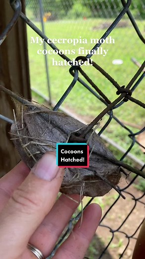 Giant Moth Encounters: Fascinating Facts and Wingspans