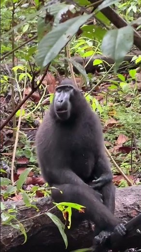 Celebes crested macaque, Tangkoko National Park.