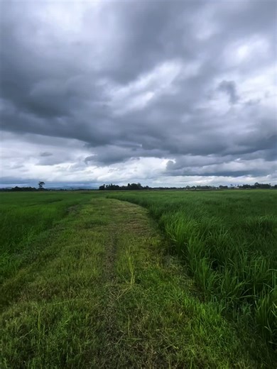Exploring the Beauty of Rice Planting