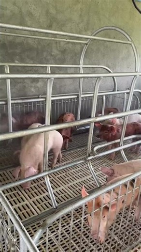 The SECRET to Healthy Pigs: Deep Cleaning the Feed Troughs!