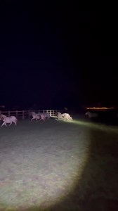 Our Nights Team captured some footage across our Norfolk farms yesterday (5th November) showing the impact of nearby firework displays on our rescued residents. We are relieved to say that our horses are okay, but we know that very sadly some other charitable organisations haven't been so lucky. With many fireworks displays re-arranged due to wet weather we are very concerned that their awful impact on animals is going to be prolonged this year as displays continue through November and beyond. P