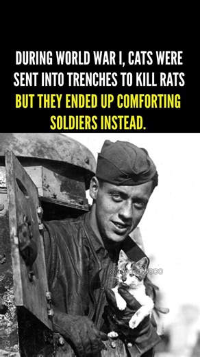Around 500,000 cats were sent into World War I trenches to kill rats. #beyond5000