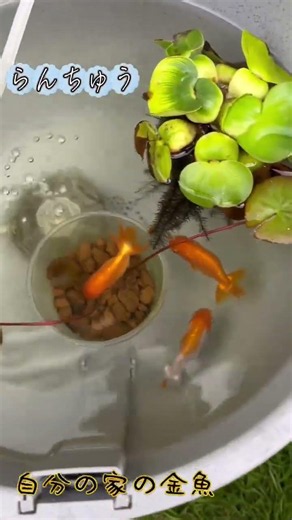【金魚】 #水槽 #飼育 #メダカ #アクアリウム #金魚 #屋外飼育