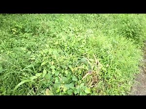 Paraquat Herbicide Weedicide Demonstration