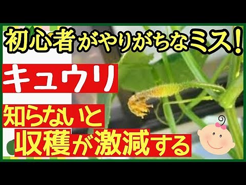 初心者でも分かるキュウリの育て方！これをするだけで長〜くたくさん収穫する【肥料不足のサイン】