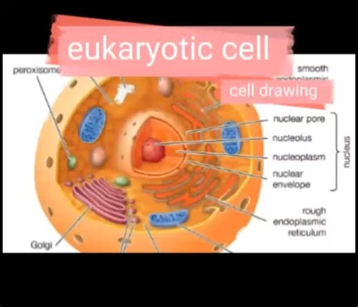 Step-by-Step Tutorial on Drawing an Eukaryotic Cell