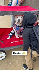 584K views · 30K reactions | Another Day of School Therapy Dog Life for this Deaf Dog #doglover #dogsofinstagram #dogoftheday #deafdogsrock #therapydog #pitbullsofinstagram #school #wagon #fypageシ | Cole the Deaf Dog- The Team Cole Project | Facebook