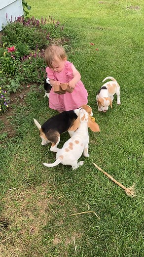 50K views · 1K reactions | What a pleasant day. Gorgeous weather for playing outside! www.crimsoncrownbeagles.com #beagles #beagles #puppy #beaglepuppy #puppylove #ND #dickinson | Crimson Crown Beagles | Facebook