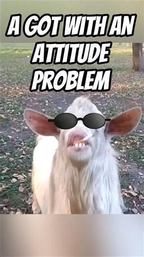 The GOAT of All Farm Animals is Back! 🚬😂 (Unexpected Prop) #funny #shorts