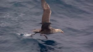 33 reactions | How did the giant petrel get its name? The name petrel comes from the story of Saint Peter who walked on water, and because petrels look like they’re running on water as they begin to take off into flight. Footage by Ruedi & Priska Abbühl. | Oceanwide Expeditions | Facebook