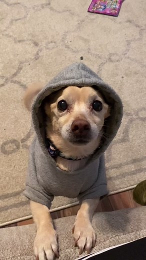 Adorable Chiweenie Dog Dancing Video