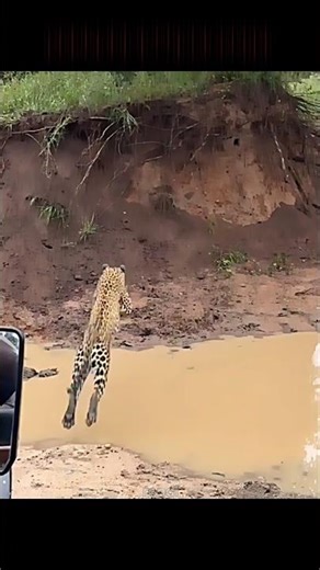 Leopard Leaps Up a Tree… Then the Fight Starts #trending #animals #wildlife #leopard #ytshorts