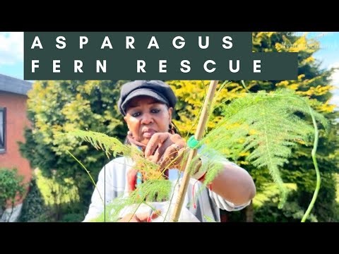 Before It’s Too Late… Extreme Plant Recovery