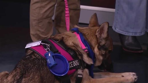 Paws-Ability Inc. providing service dogs to veterans, first responders at no cost