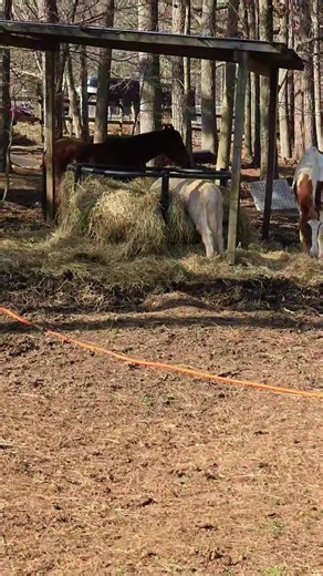 cheeky pony #ponies #shetlandpony #horses #farmlife #outhere