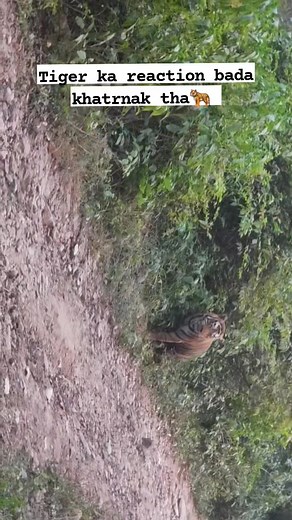 Tiger ka reaction bada khatrnak tha🐅 #deerhunting #sariska #naturelovers #hunting #tiger #tigers #wildlife #nature #highlights | Yash sariska wildlife