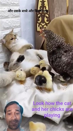Why Cats and Chickens Make the Best Friends: A Heartwarming Tale