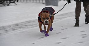 Texas law aims to protect dogs from weather extremes