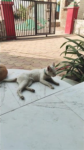 😻 #cat #cuteanimal #cuteanimal #cutecat #catshorts #ytshorts