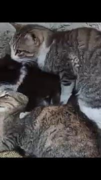first female cat mating,sounds mating cats