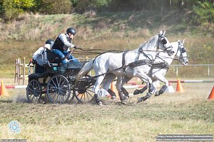 13K views · 318 reactions | Cones Driving with Horse Pairs — Regöly | Péter Krisztián Kettesfogat akadályhajtás - Regöly, Péter Krisztián | Moments Média | Facebook