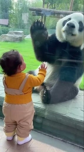 Baby Meets Giant Panda… What Happens Next Is Adorable 🐼❤️
