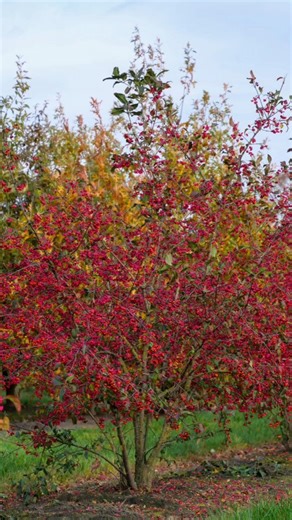 30 reactions | Euronymus europaeus 'Red Cascade'❤️ #landscapedesign #treenursery #autumnvibes | Van den Berk Nurseries | Facebook