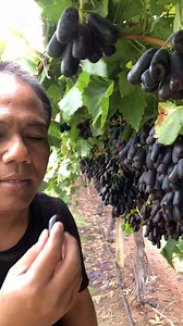 Anggur sweet sapphire siap panen 🍇🍁🍁#tablegrapes #reels #fbreelsvideo #fypシ #viral #viralreels | Gede Robert