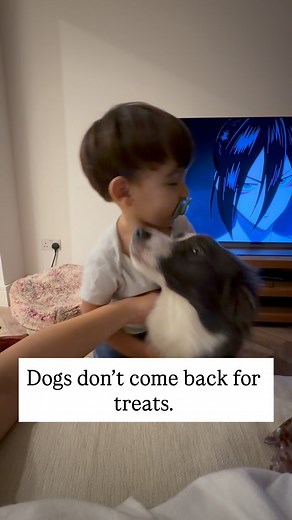 Treats fade fast. But joy — play, energy, excitement — lasts. When coming to you feels fun, safe, and full of life, your dog doesn’t need to be bribed. They want to come back. 👉 Comment RECALL if you want to learn how to turn every “come here” into the best game your dog knows. | The Furry Squad