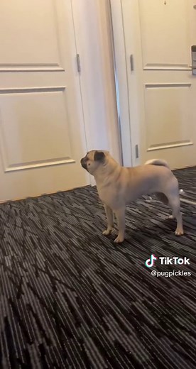 Funny Pug Barking Compilation