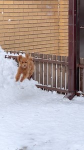 Jump🤣❤️🐩 #aboutpoodle #poodlelove #poodlelife #toypoodle #minipoodle #standardpoodlesofinstagram | About Poodle